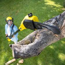 Best Lawn Disease Treatment  in Winner, SD
