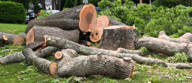 How Our Tree Care Process Works  in  Winner, SD
